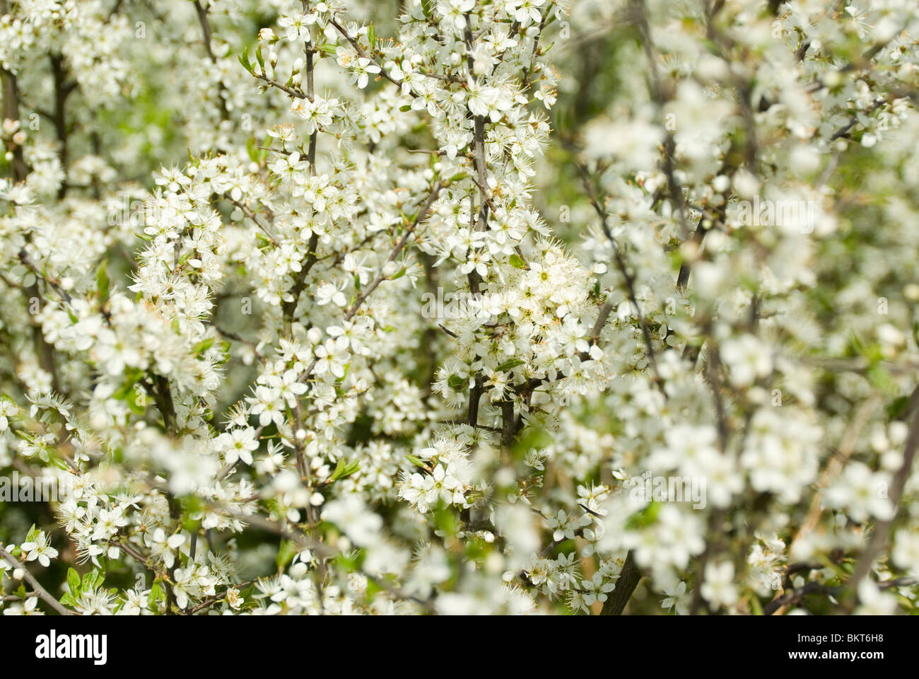 Close-up of Blackthorn blossom Stock Photo