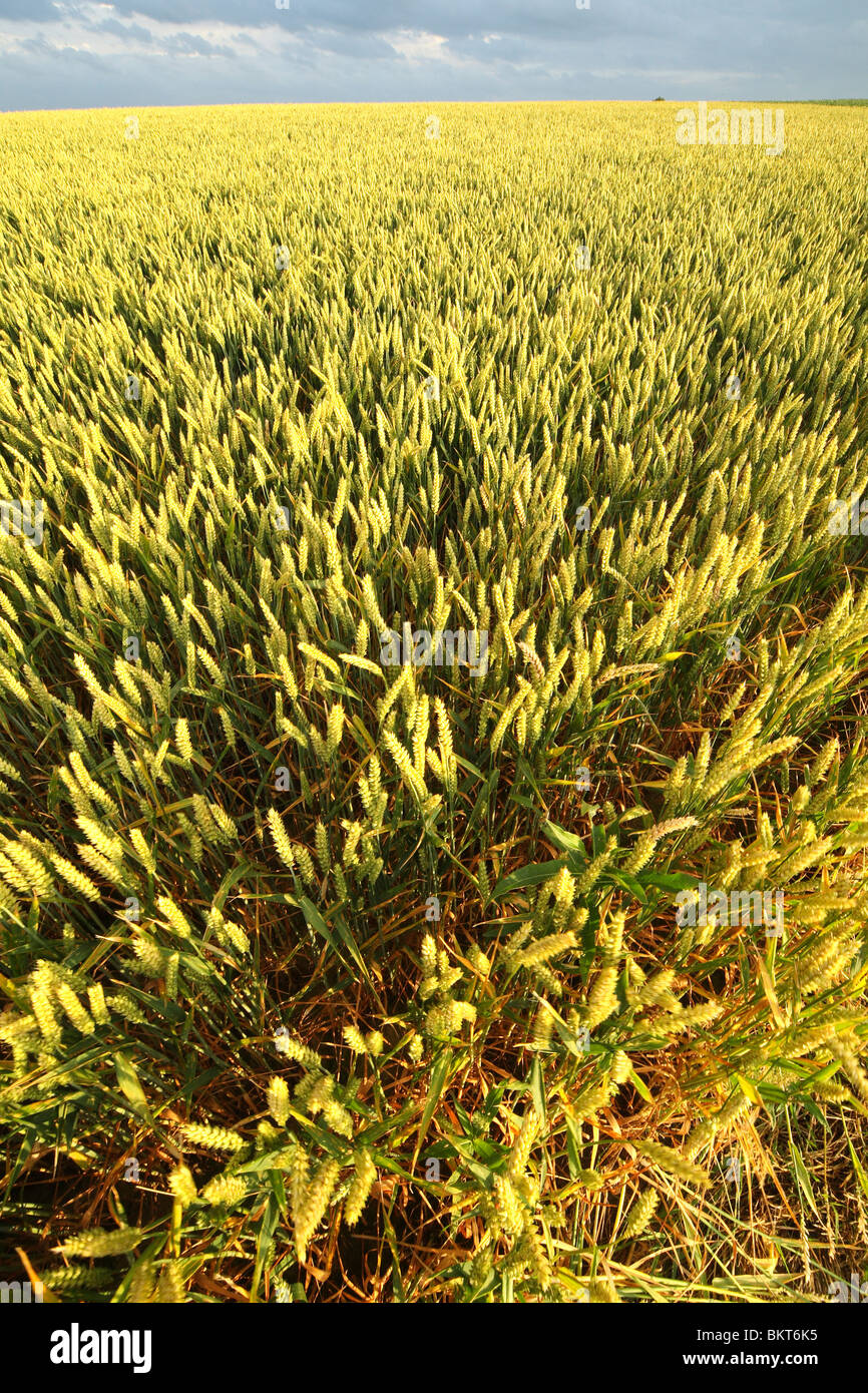 Akker met graan hi-res stock photography and images - Alamy