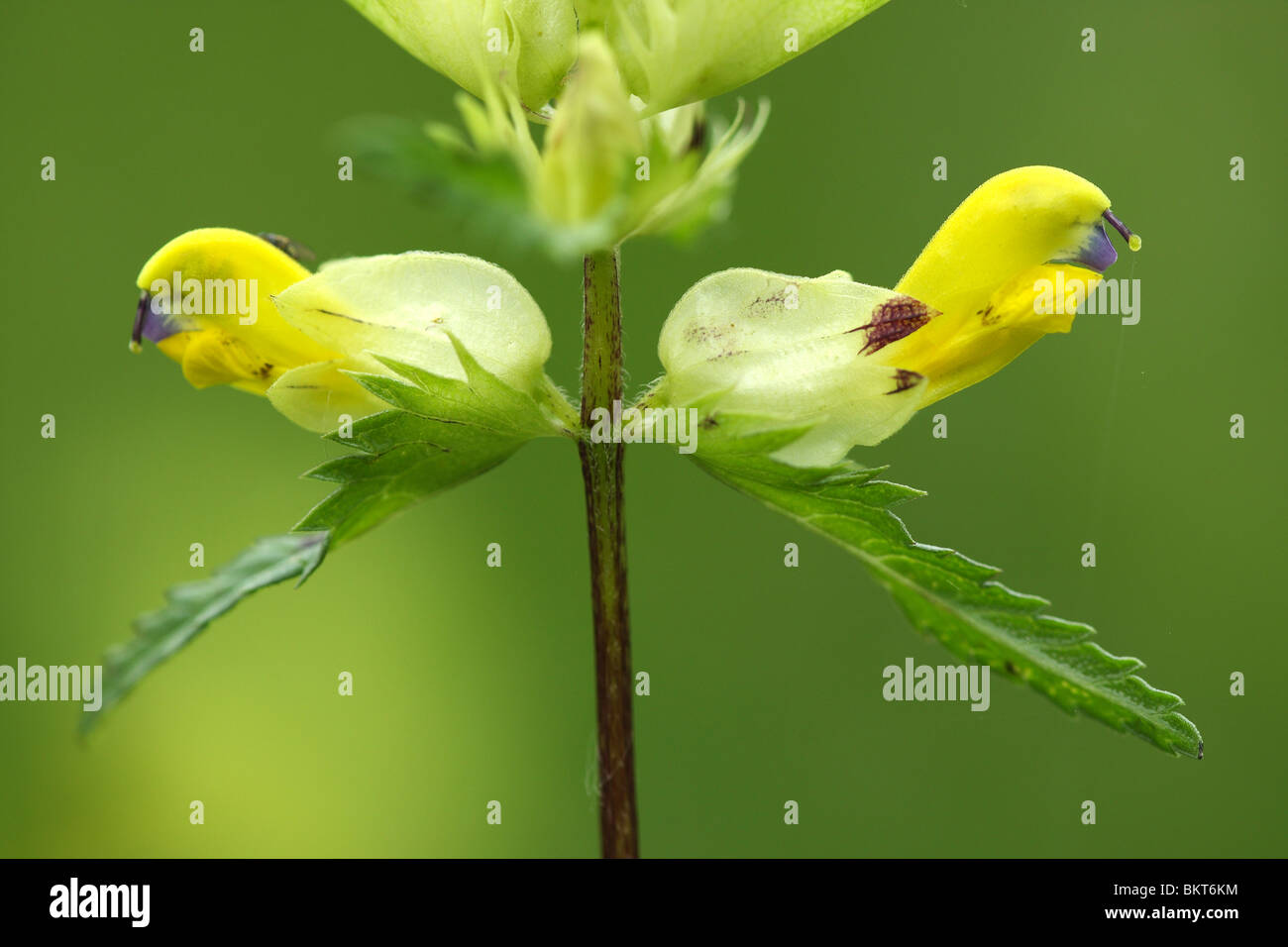 Flowers of Greater yellowrattle (Rhinanthus angustifolius), nature