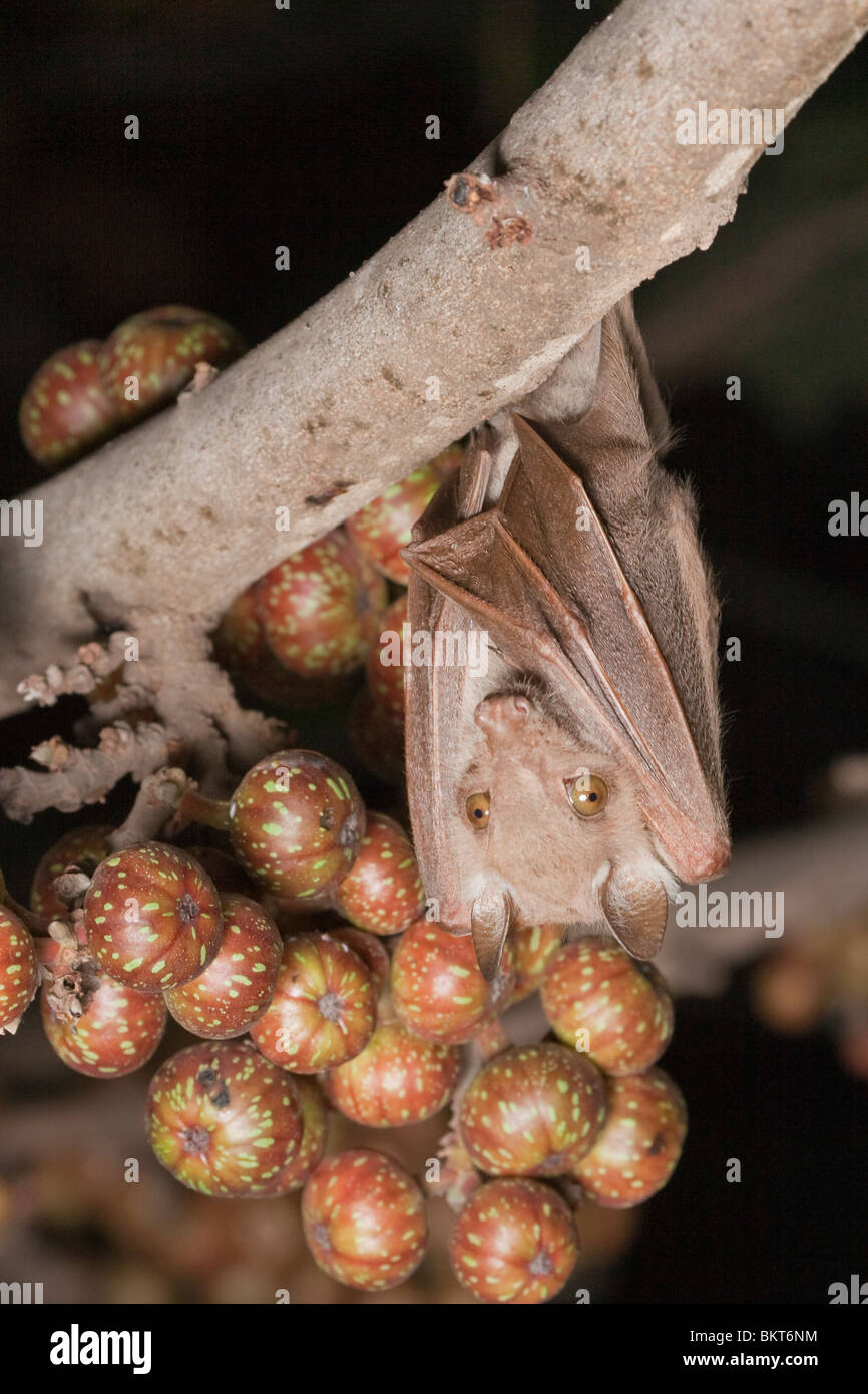 Wahlberg's epauletted fruit bat hanging from a branch of fig tree, Kenya. Stock Photo