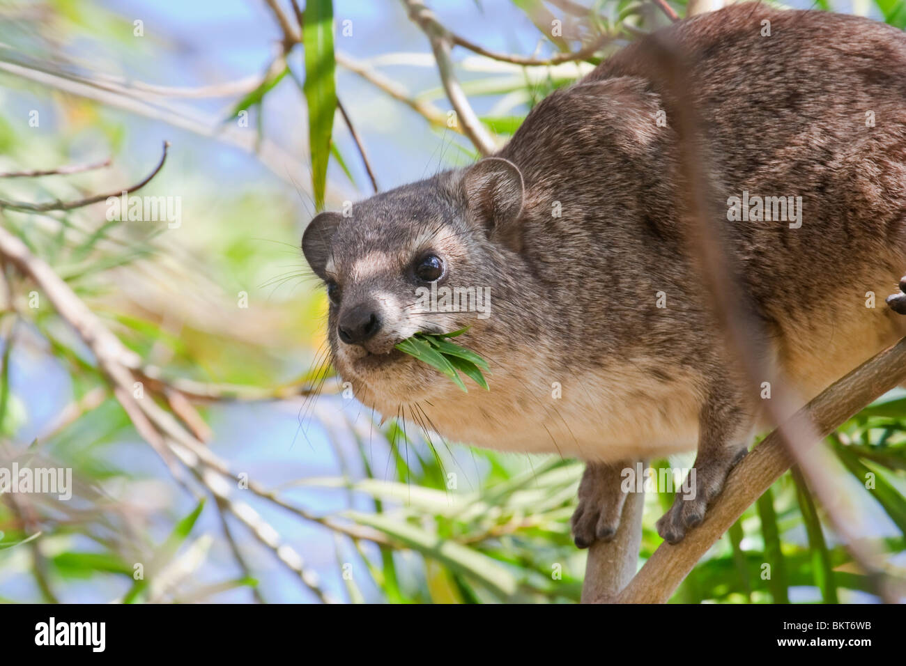 The eastern tree hyrax (Dendrohyrax arboreus), Tsavo East national Park, Kenya. Stock Photo