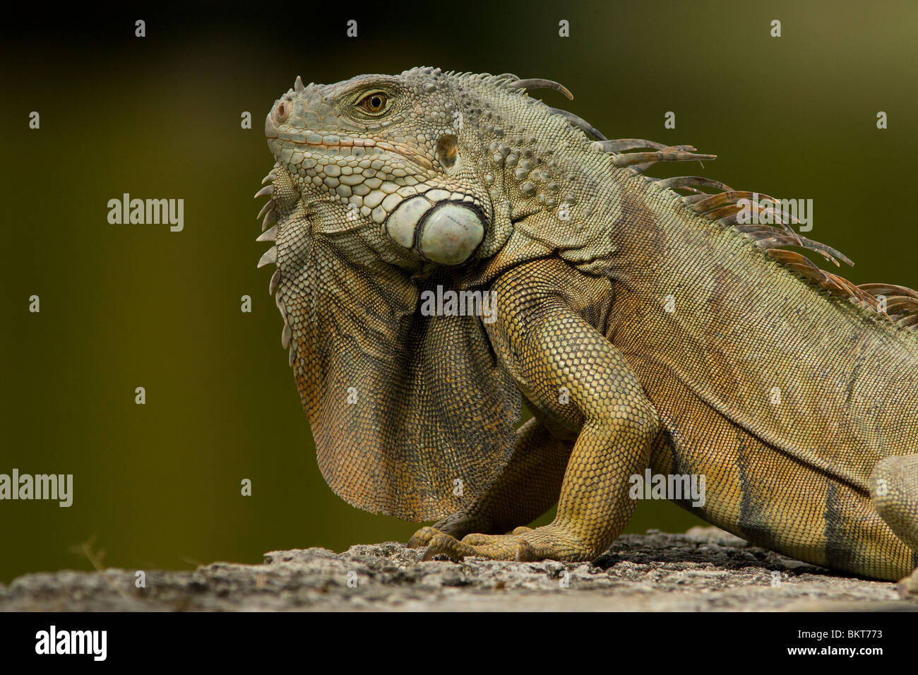 Groene leguaan, Iguana iguana, Green iguana Stock Photo