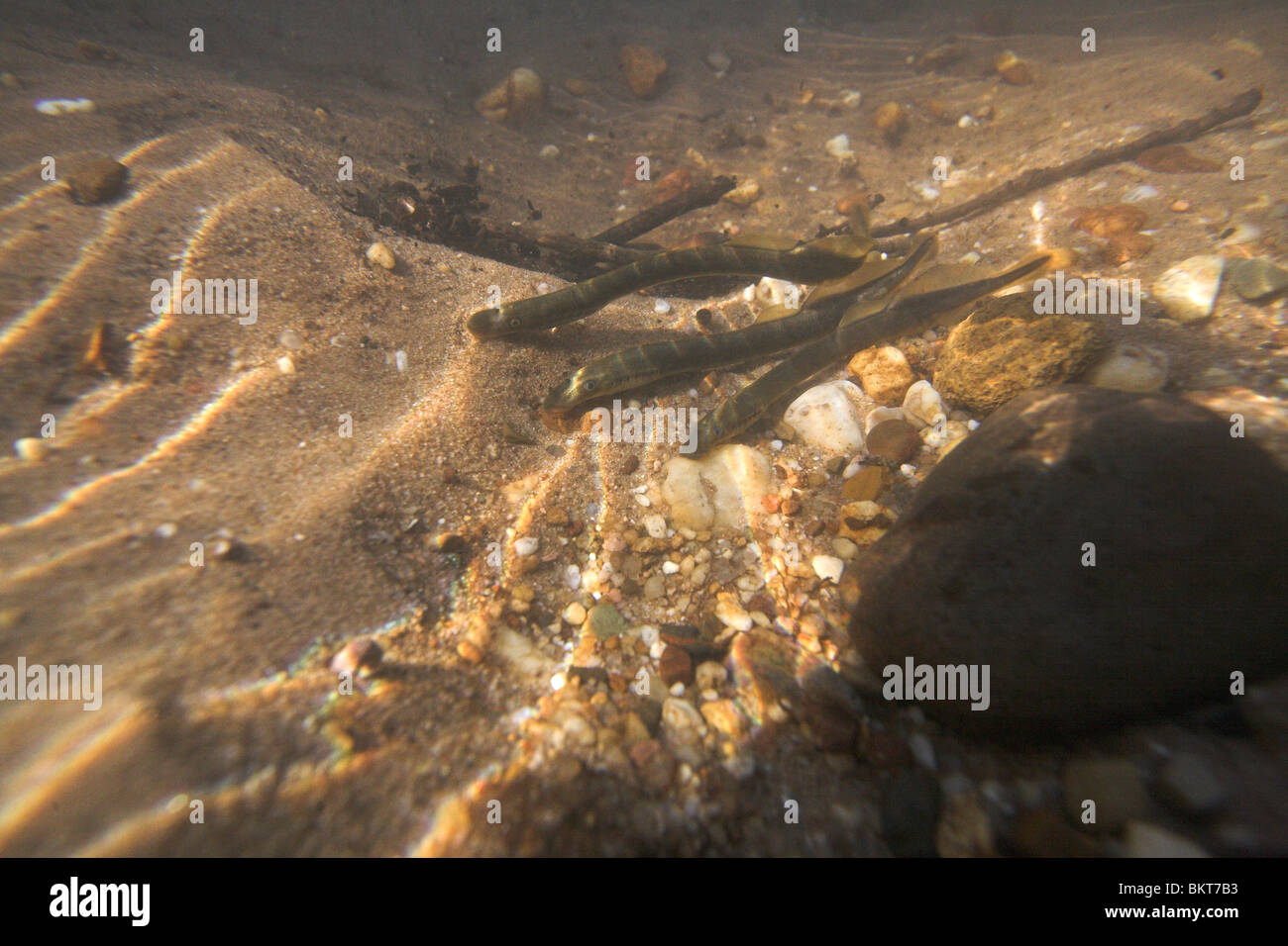 Underwater photo of a group brook lampreys spawning Stock Photo