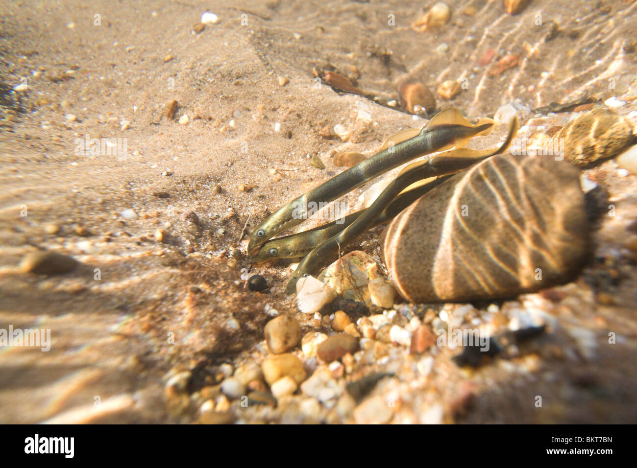 Underwater photo of a group brook lampreys spawning Stock Photo
