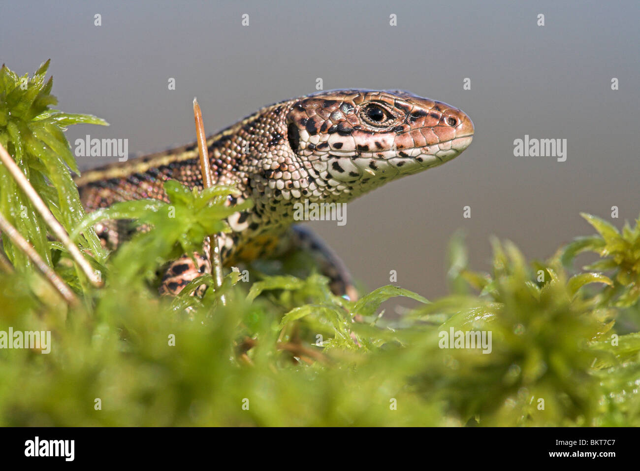 portrait of a male common lizard in early spring on sphagnum around near water Stock Photo
