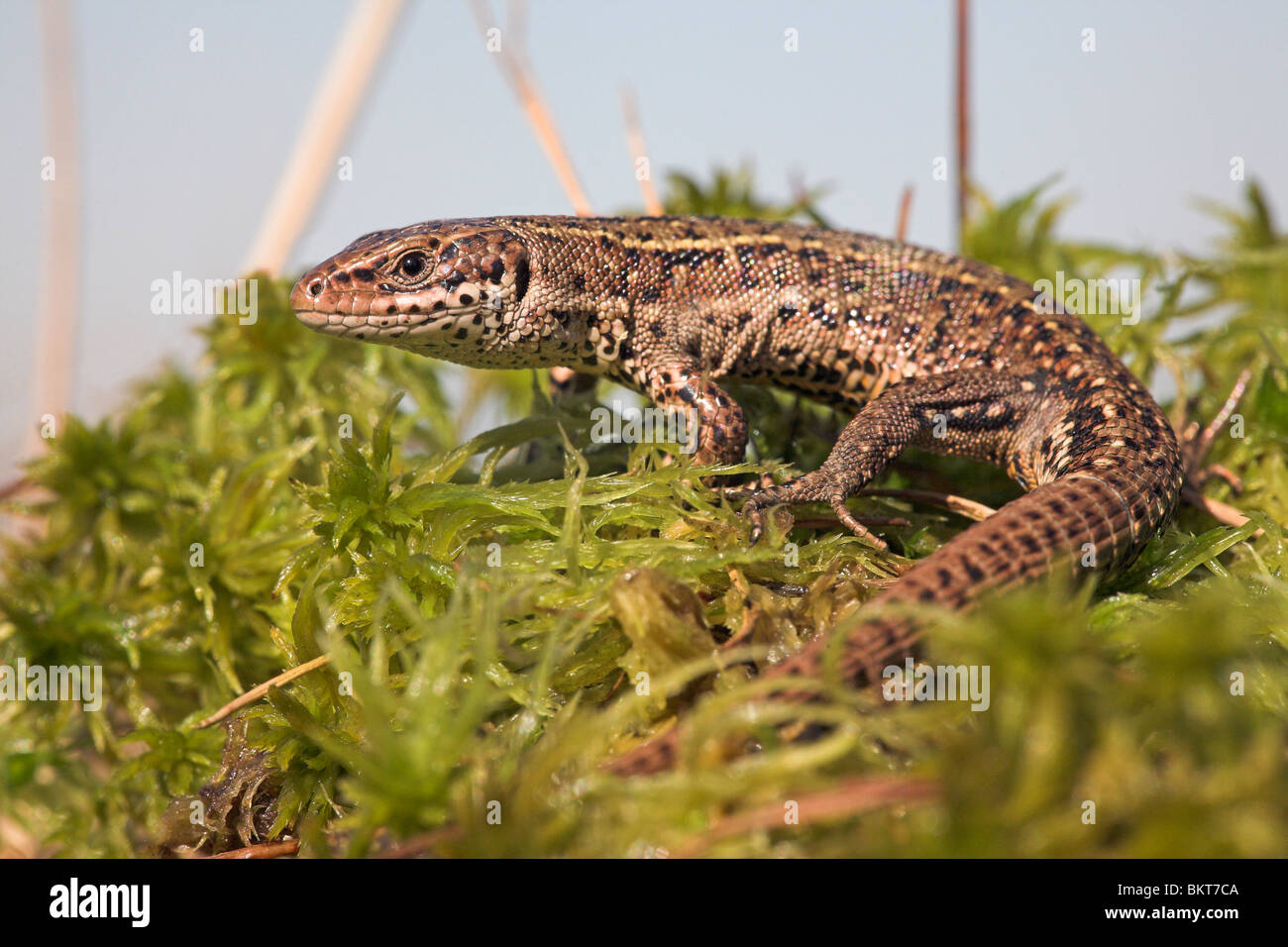 photo of a male common lizard in early spring on sphagnum around near water; Stock Photo
