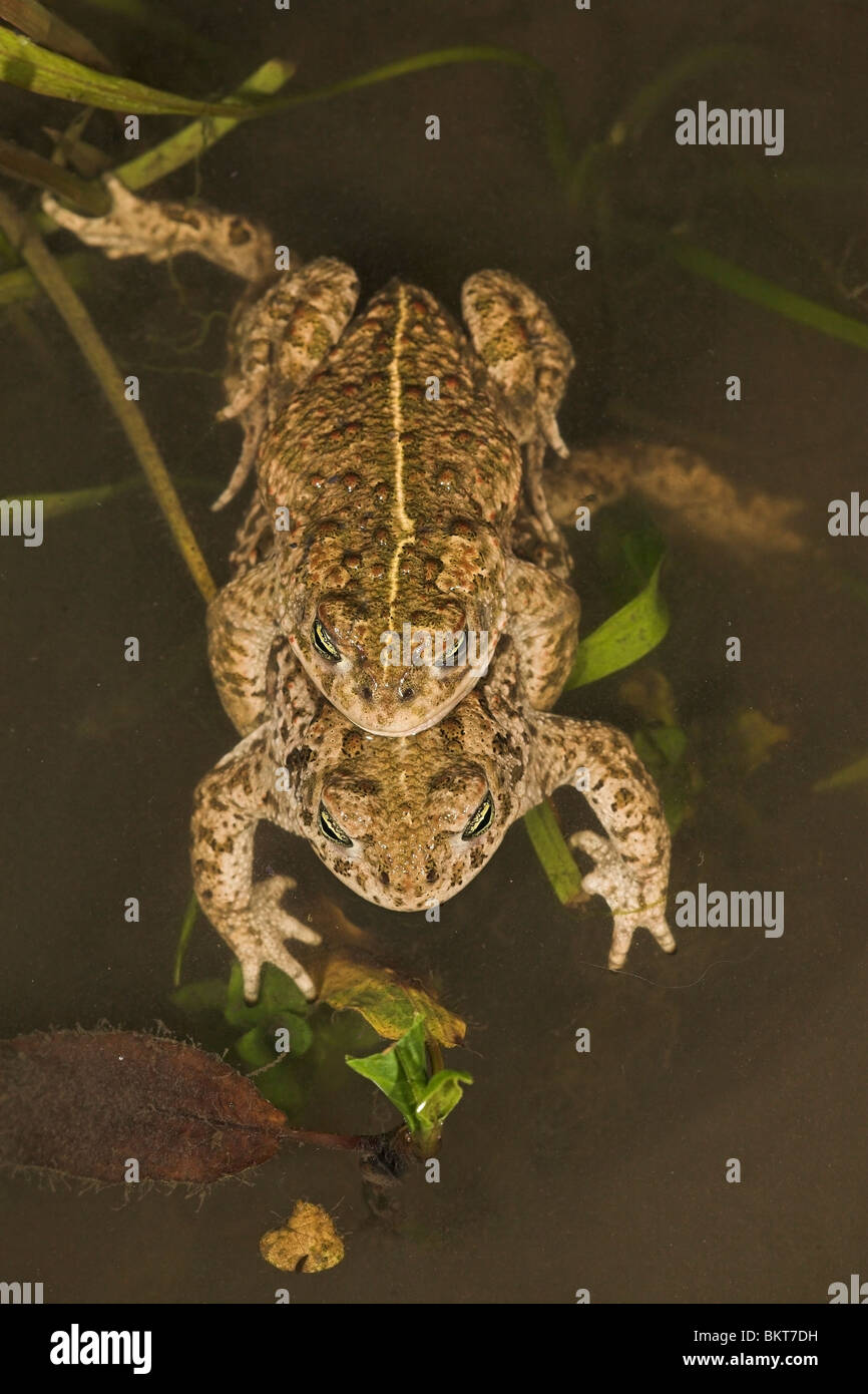 vertical photo of a pair natterjack toads swimming in the water with their stripes well visible Stock Photo