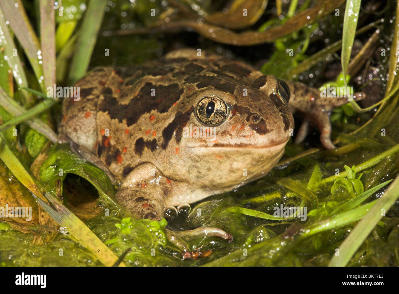 photo of a male common spadefoot in the water between algae Stock Photo