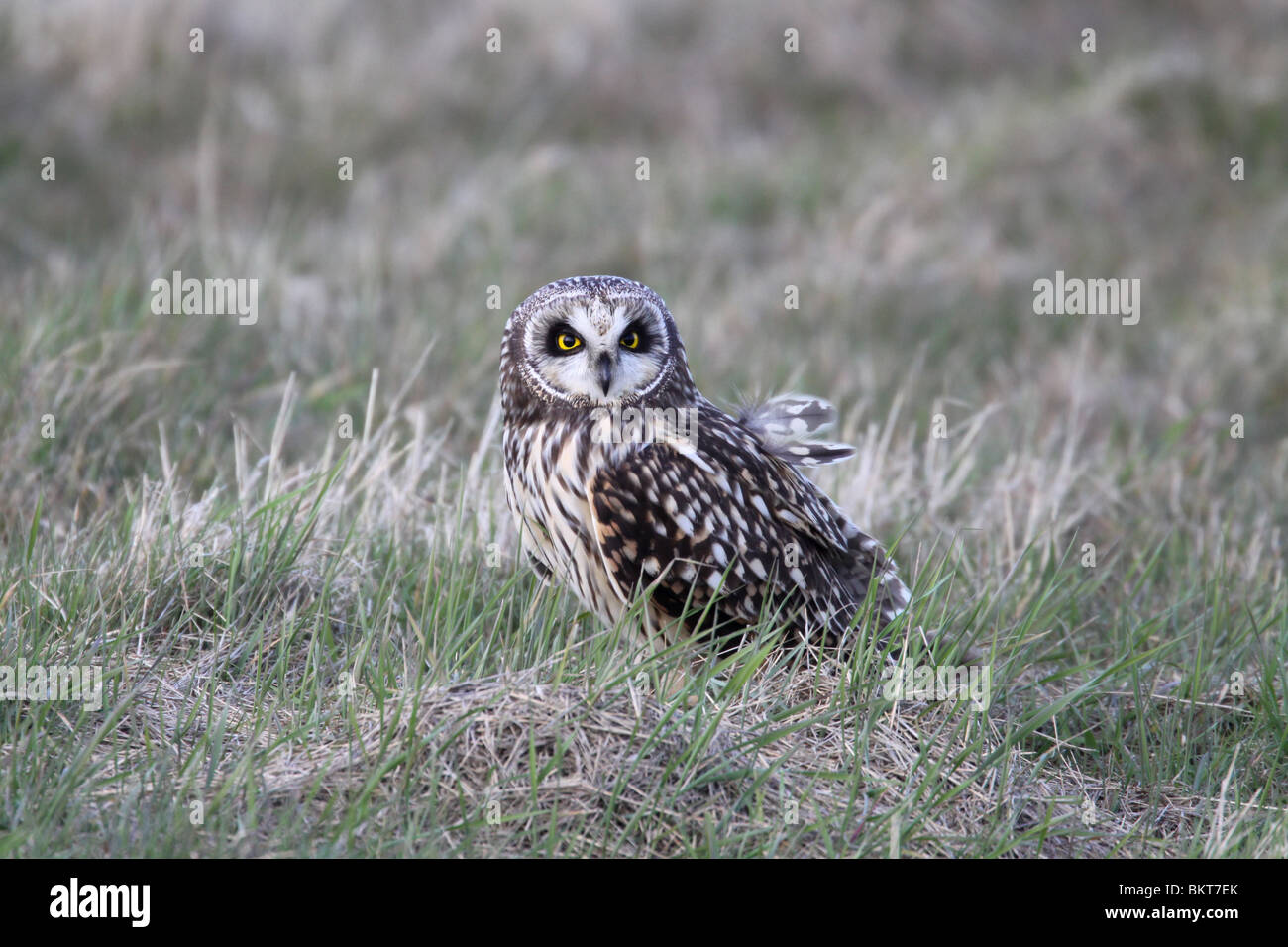 Moerassen hi-res stock photography and images - Alamy, image size:1300x956