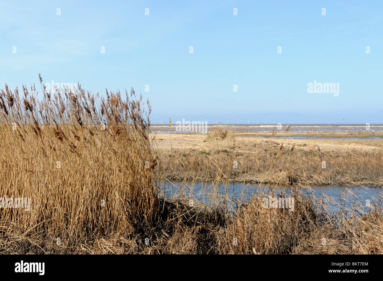 Production of reeds hi-res stock photography and images - Alamy