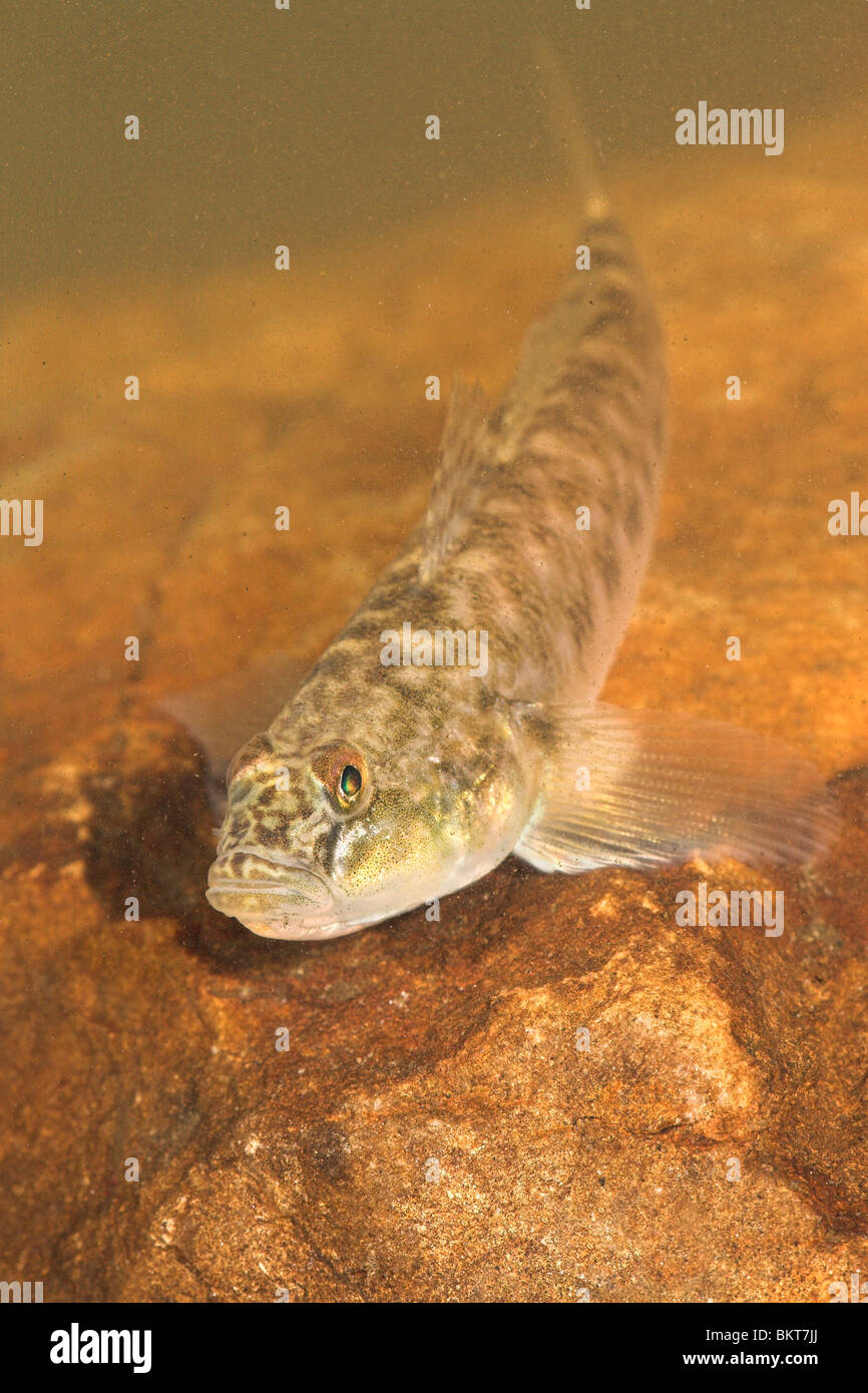 vertical photo of a Monkey goby on a orange yellow rock Stock Photo