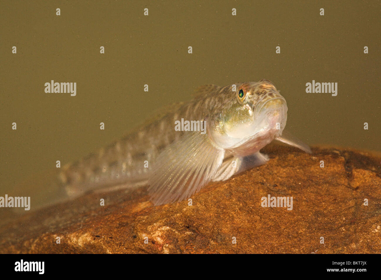 photo of a Monkey goby resting on a rock at the bottom Stock Photo