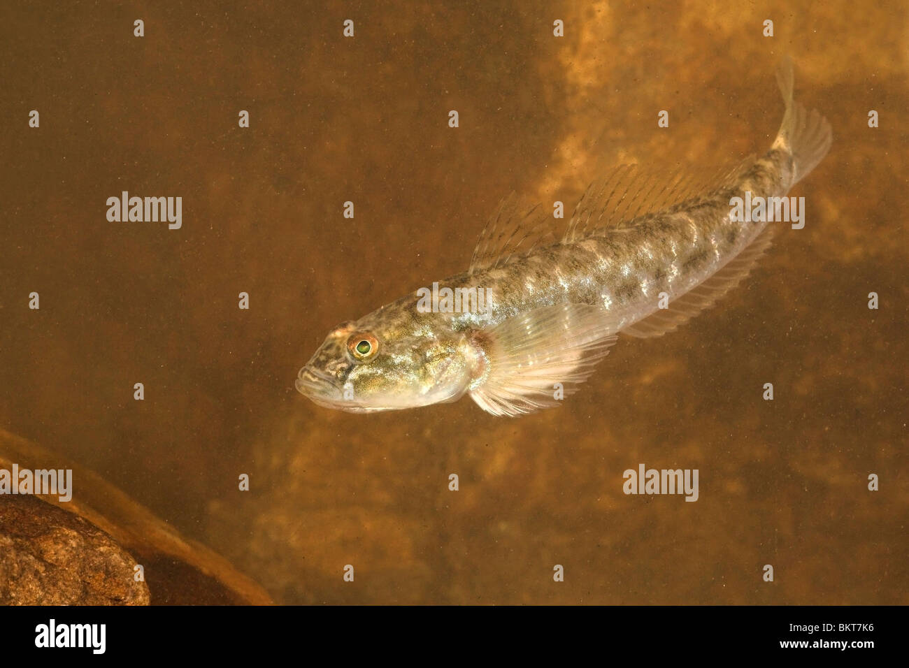 photo of a Monkey goby with its characteristic second dorsal fin well visible Stock Photo