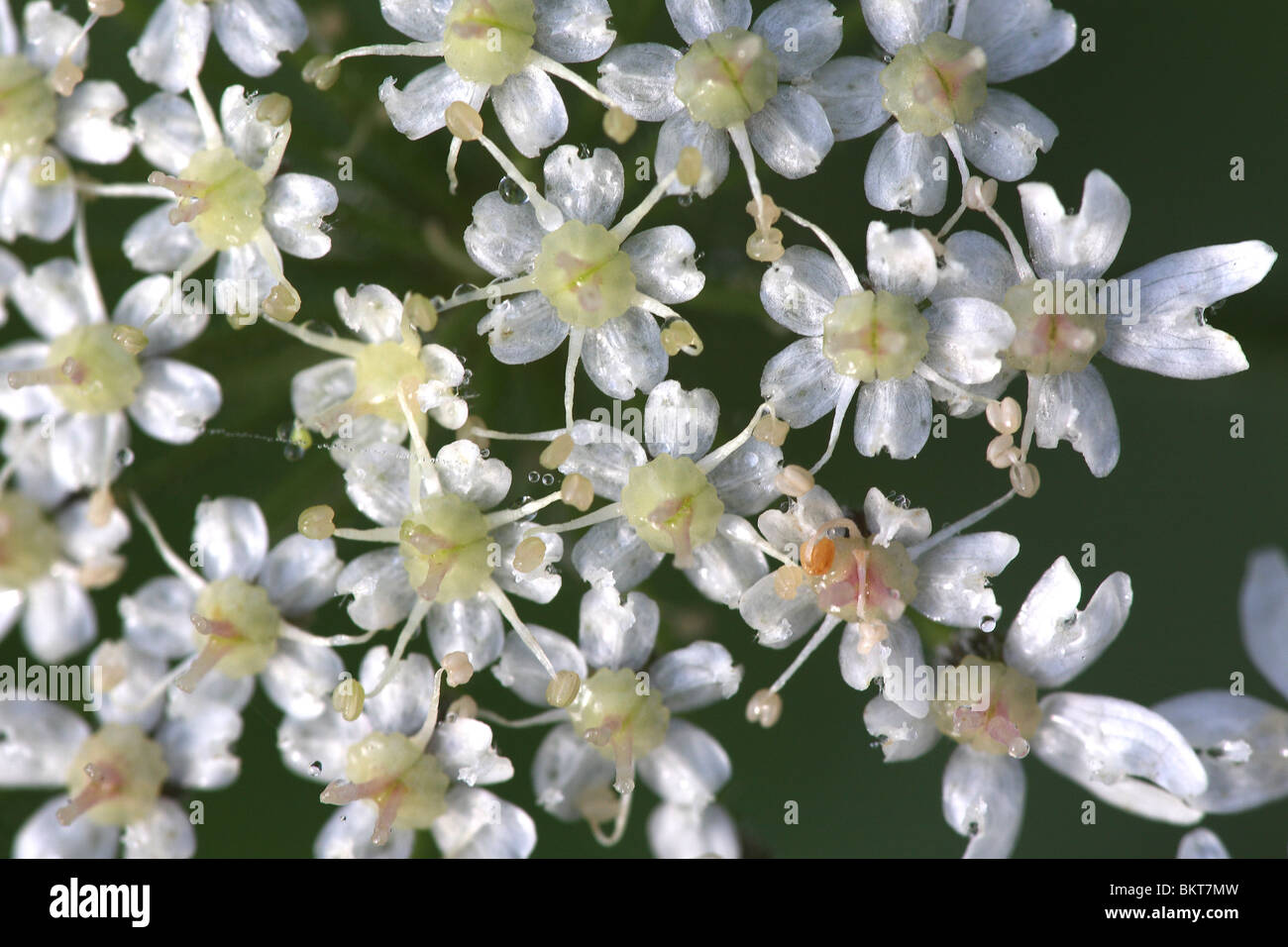 Bloemen van Wilde peen (Daucus carota), BelgiÃ« Flowers of Wild carrot (Daucus carota), Belgium Stock Photo