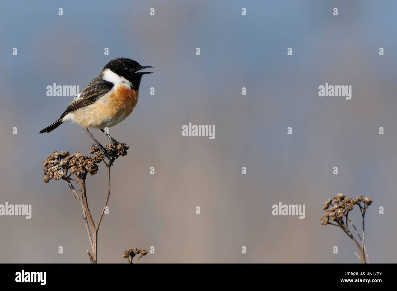 Man Roodborsttapuit zingend op dode vegetatie; Male Stonechat singing perched on dried plant Stock Photo