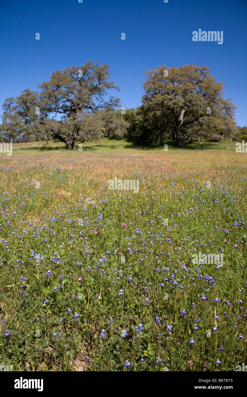 Oak Trees and Wildflowers, Santa Ysabel Open Space Preserve, San Diego County, California Stock Photo