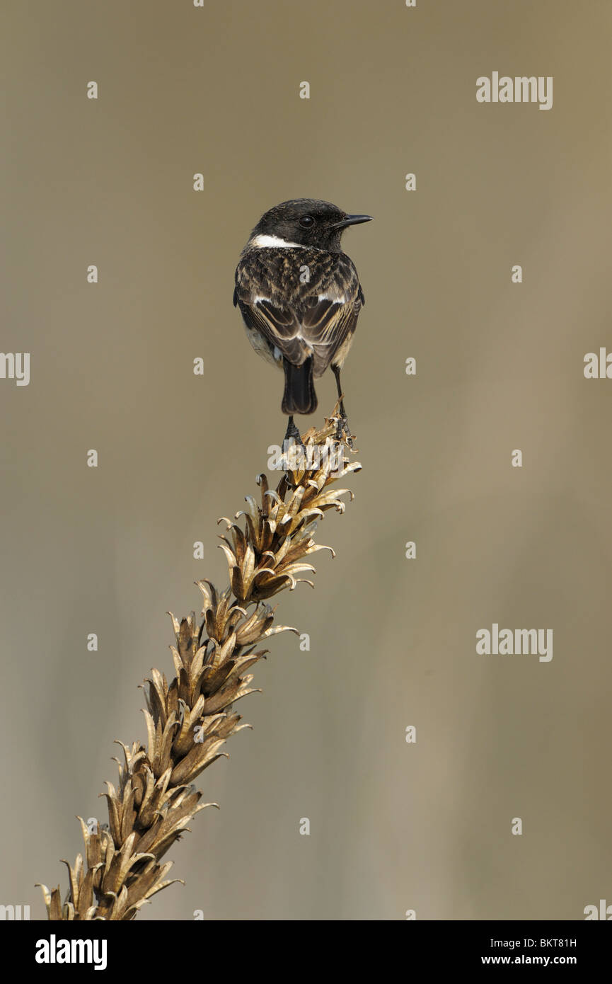 Man Roodborsttapuit in broedkleed in topje uitgebloeide Teunisbloem, achteraanzicht; Male Stonechat in breeding plumage in top of dried plant, backside view Stock Photo