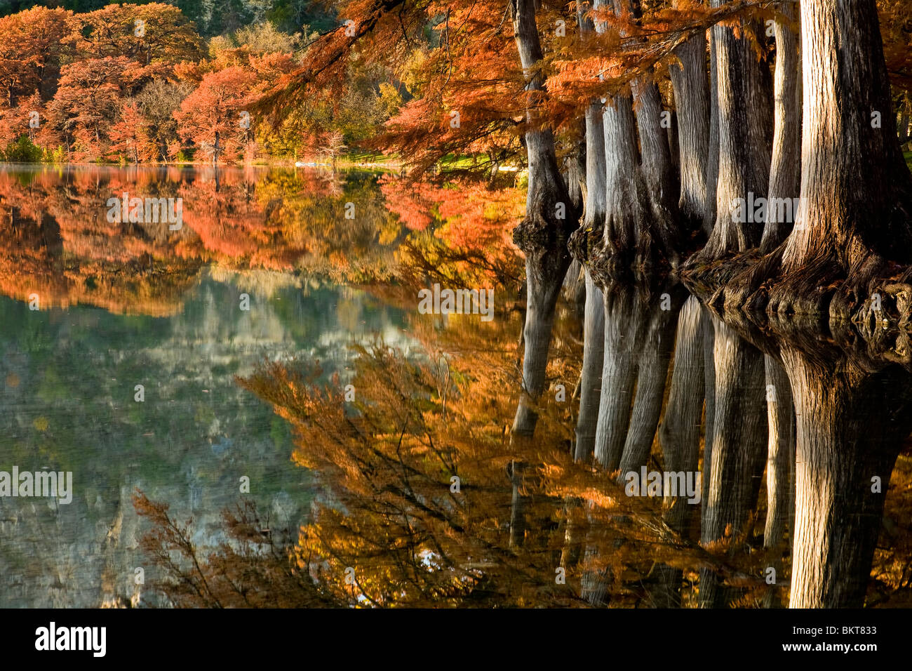 Fall colors of the Bald Cypress on the Frio river south Texas Stock ...