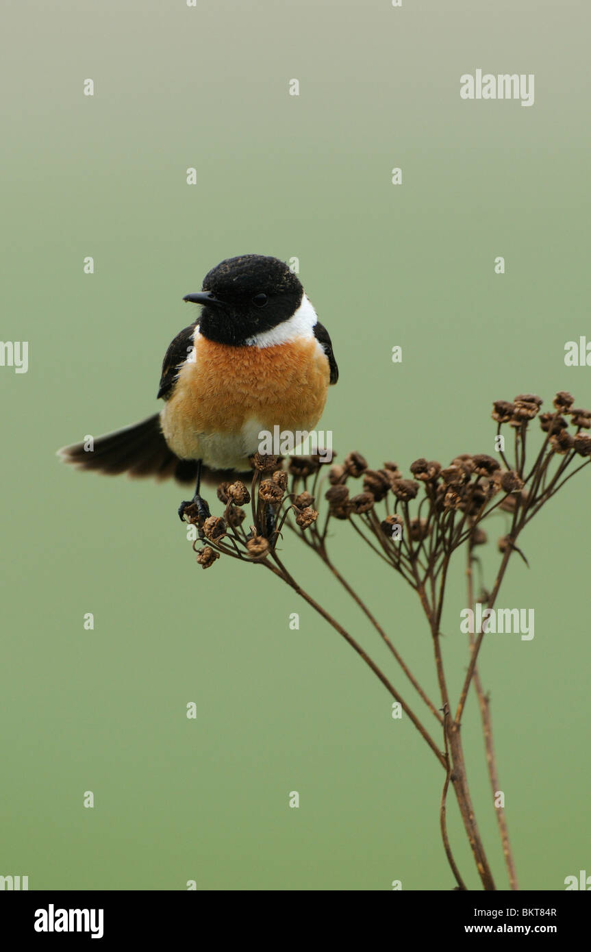 Male Stonechat in breeding plumage balancing on top of a dried plant Stock Photo