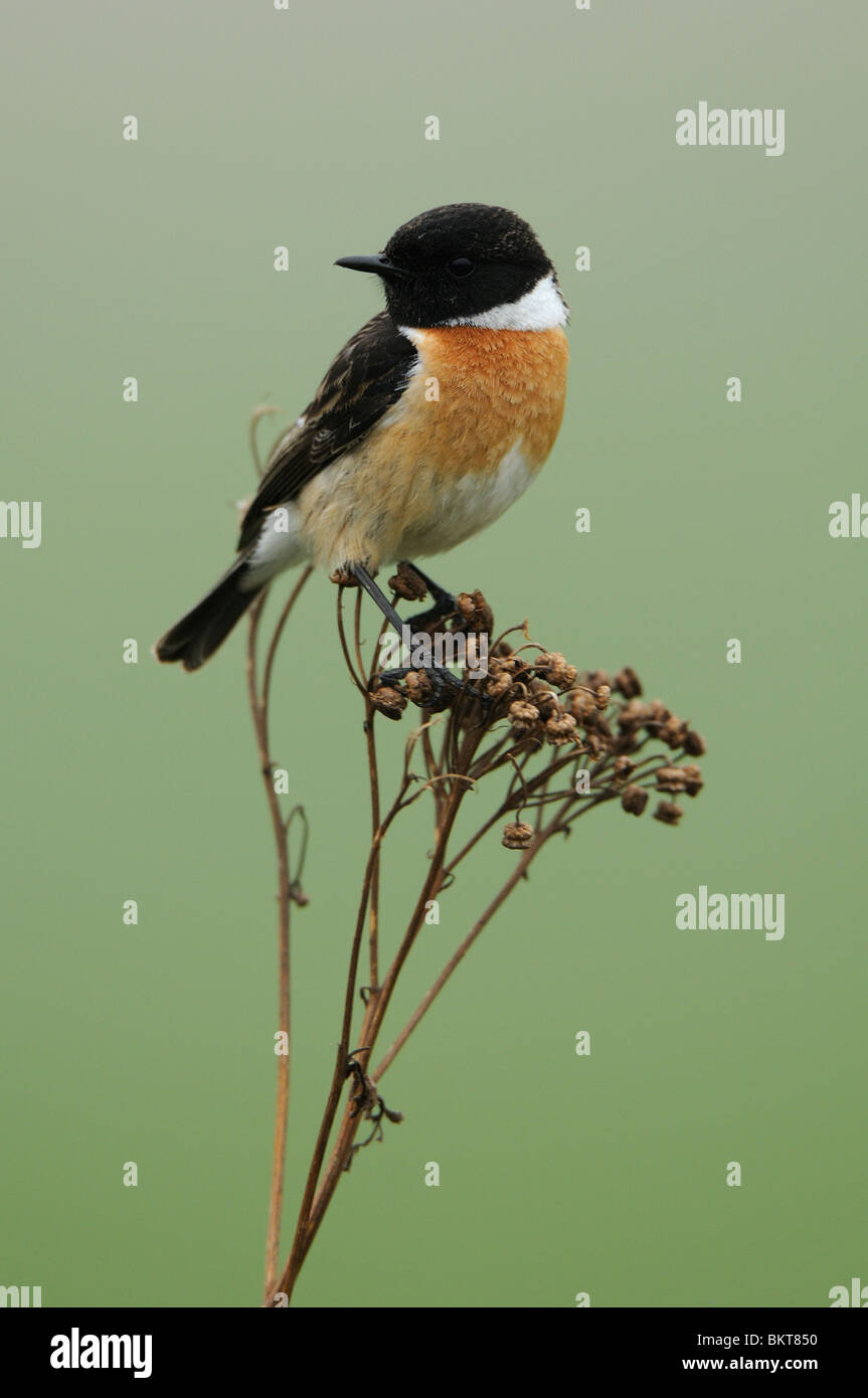 Man Roodborsttapuit in broedkleed zittend in topje dode plant; Male Stonechat in breeding plumage on top of a dried plant Stock Photo