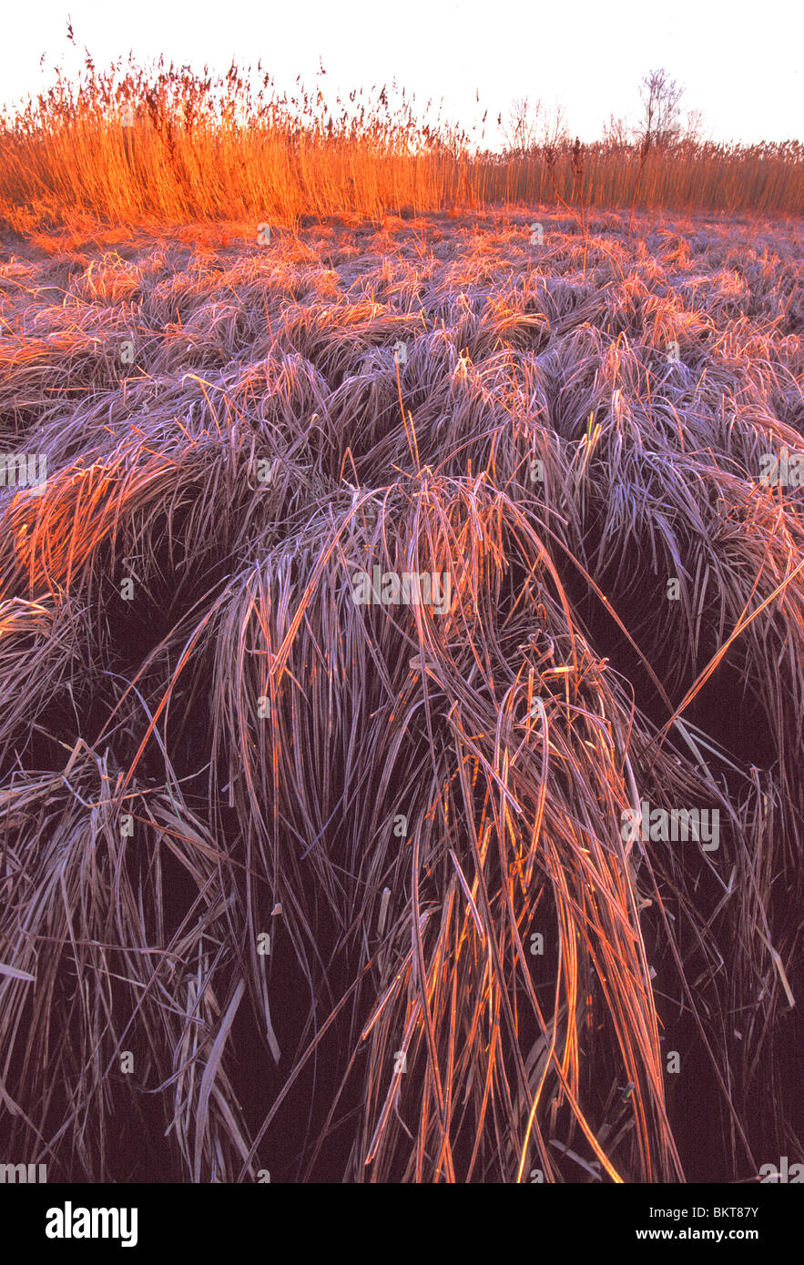 Rietland met berijpte zegges (Carex sp.), BelgiÃ« Reedland with frozen sedges (Carex sp.), Belgium Stock Photo