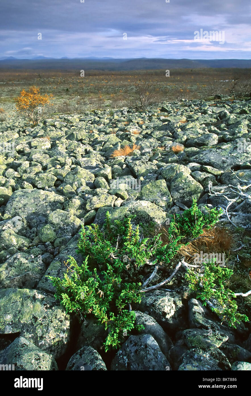 Rotslandschap met Jeneverbes (Juniperus communis), Arctisch Finland Rocky landscape with Juniper (Juniperus communis), Arctic Finland Stock Photo