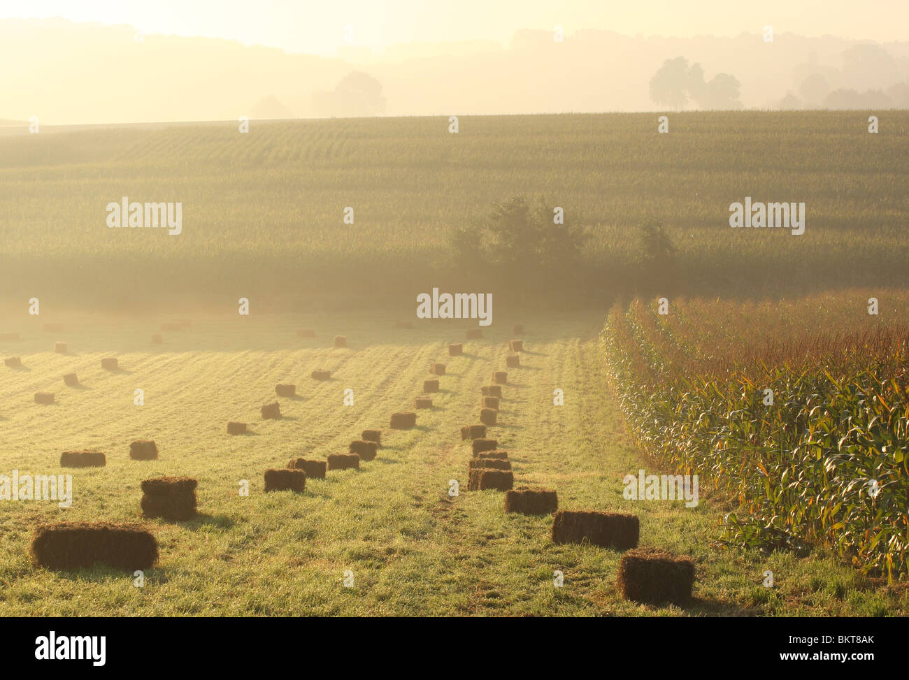 Blokken hooi en MaÃ¯sakker (Zea mays) met mist, BelgiÃ« Blocs of hay and Maize / corn field (Zea mays) with mist, Belgium Stock Photo