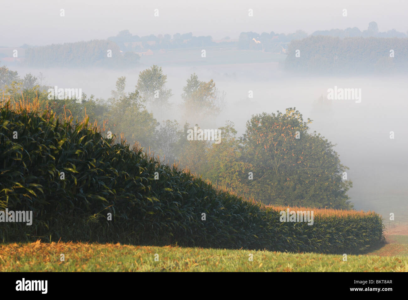 MaÃ¯sakker (Zea mays) met mist, Vlaamse Ardennen, BelgiÃ« Maize / corn field (Zea mays) with mist, Flemmish Ardens, Belgium Stock Photo