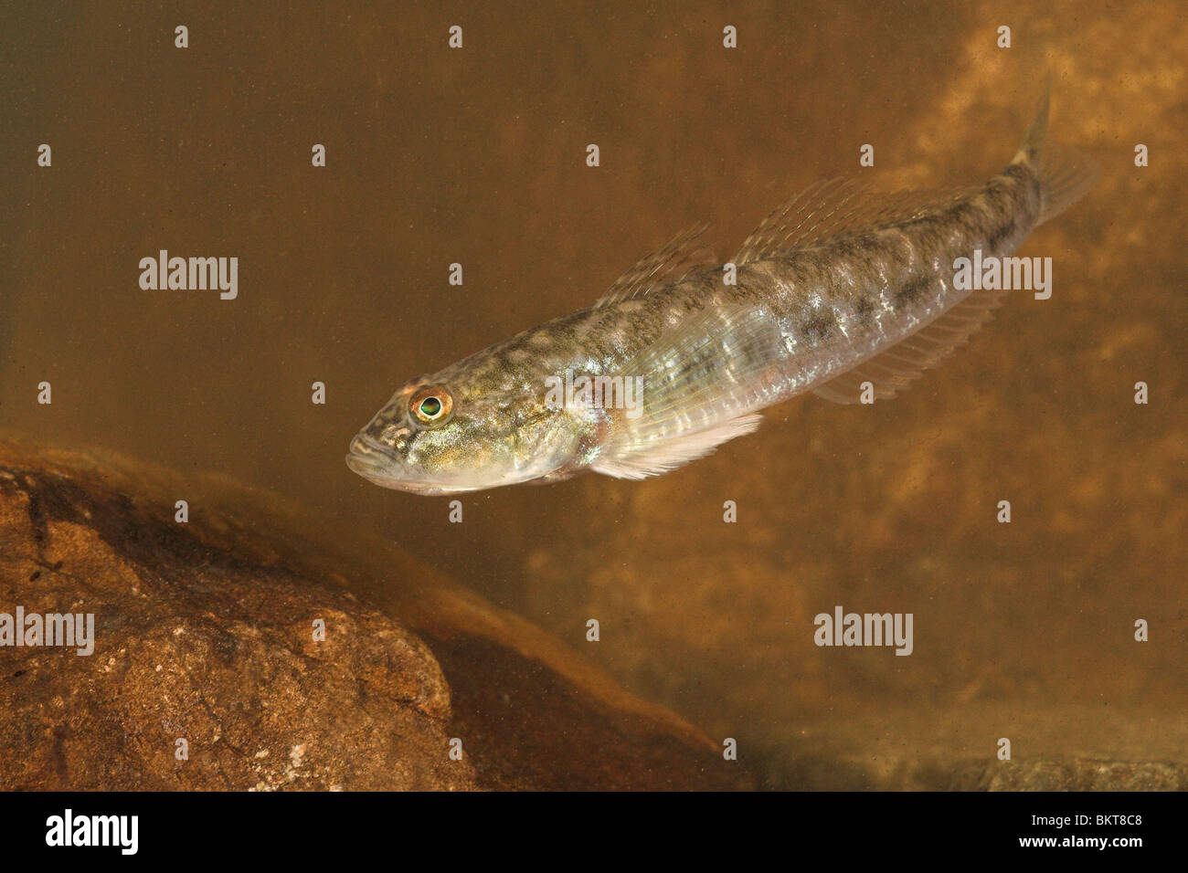 photo of a Monkey goby with its characteristic second dorsal fin well visible Stock Photo