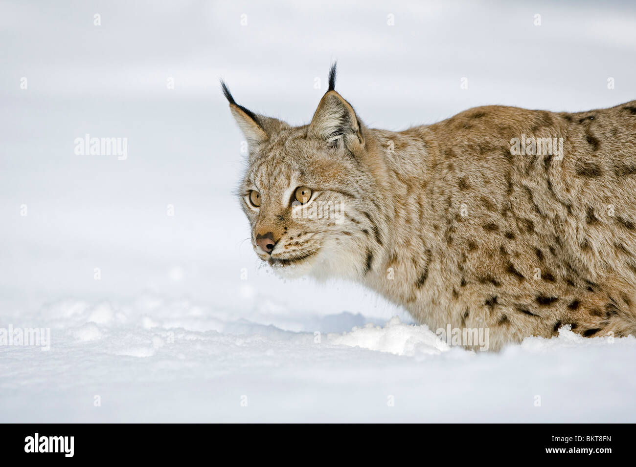 Lynx cat door hot sale