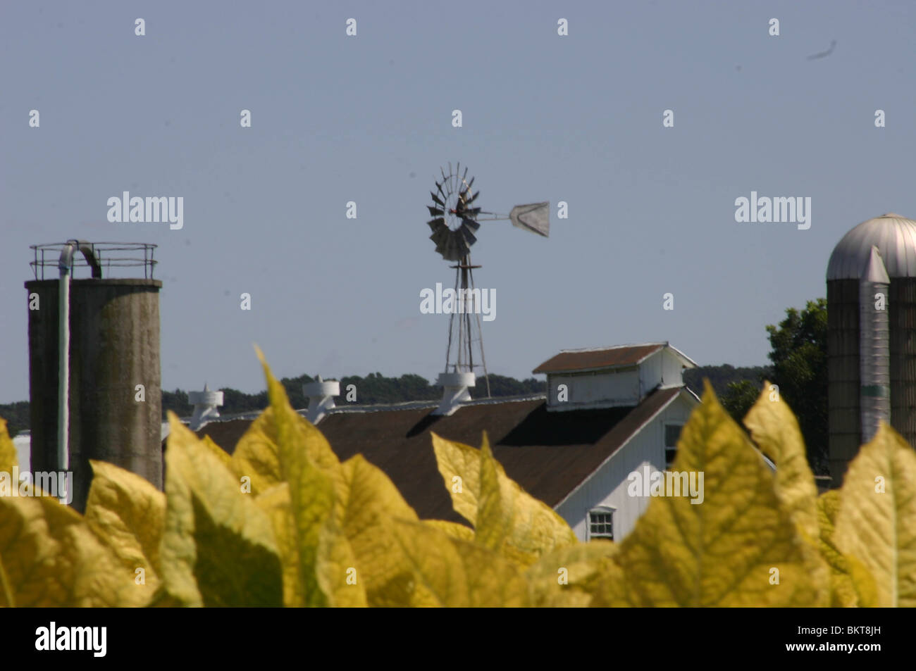 Amish farm with windmill and growing tobacco Stock Photo Alamy