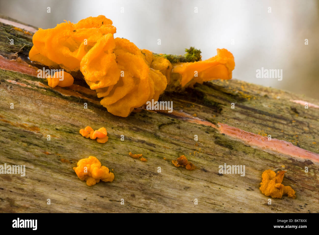 Oranje druppelzwam Stock Photo