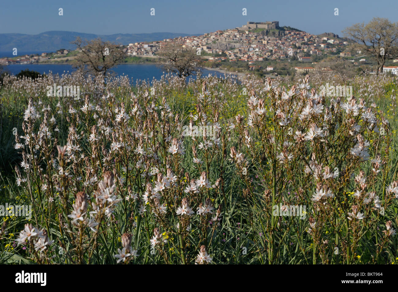 velden van affodil (elyzeesche velden) met molivos op achtergrond; asphodel fields with molivos on the background Stock Photo