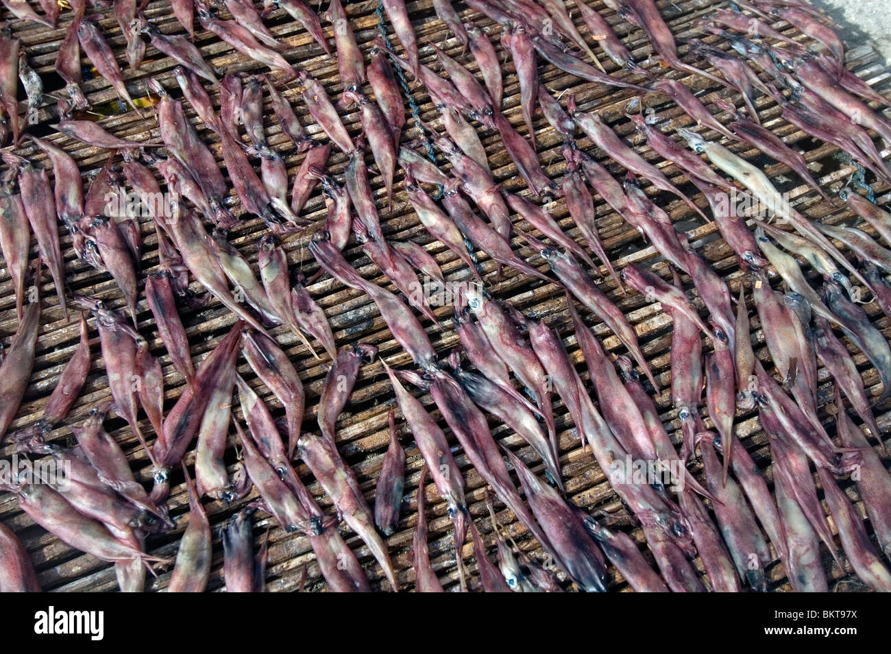 Sundried squid on rack in bajau village, Komodo Marine Park, Indonesia Stock Photo