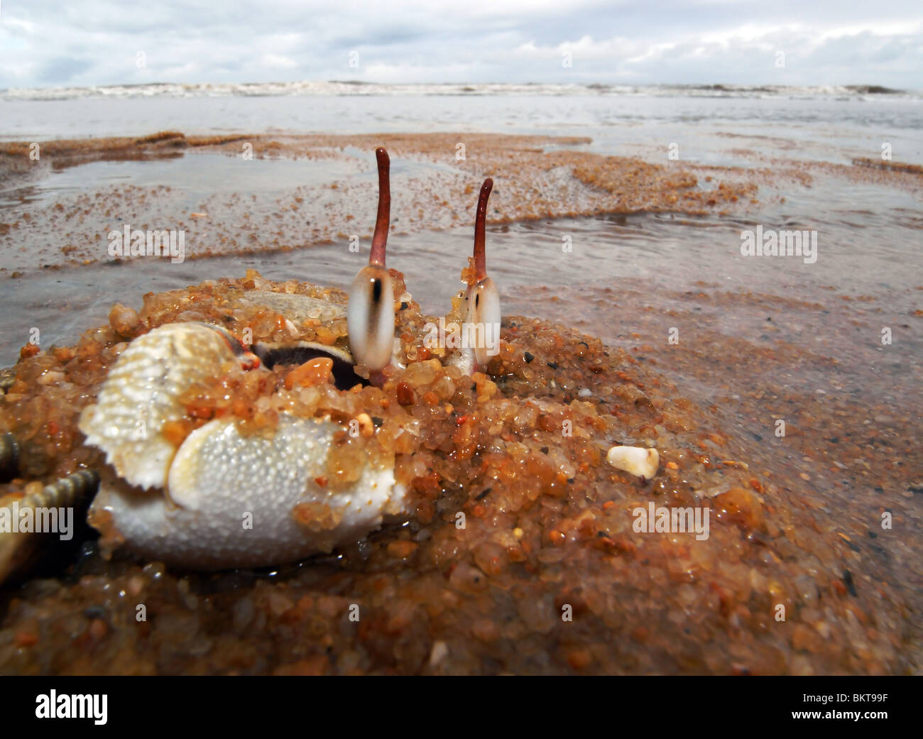 Ghost crab (Ocypode sp.) emerging from sand, Bramston Beach, north Queensland, Australia Stock Photo