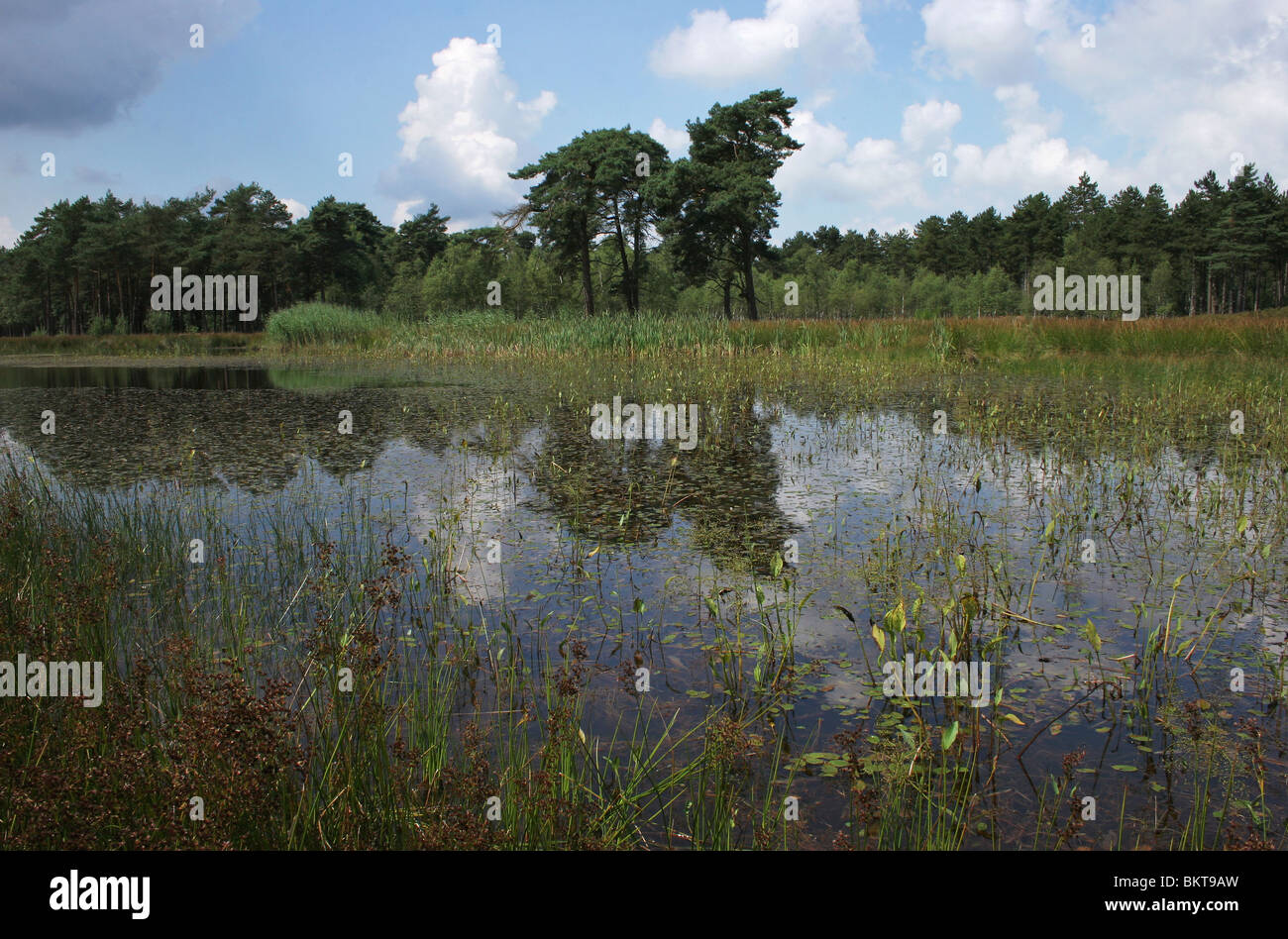Zicht over een heideven in de zomer; View over a moor fen in summer Stock Photo