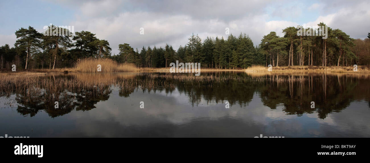 Zicht over een heideven bij helder weer, met weespiegeling in het water, tijdens het vroege voorjaar; View over a moor fen Stock Photo