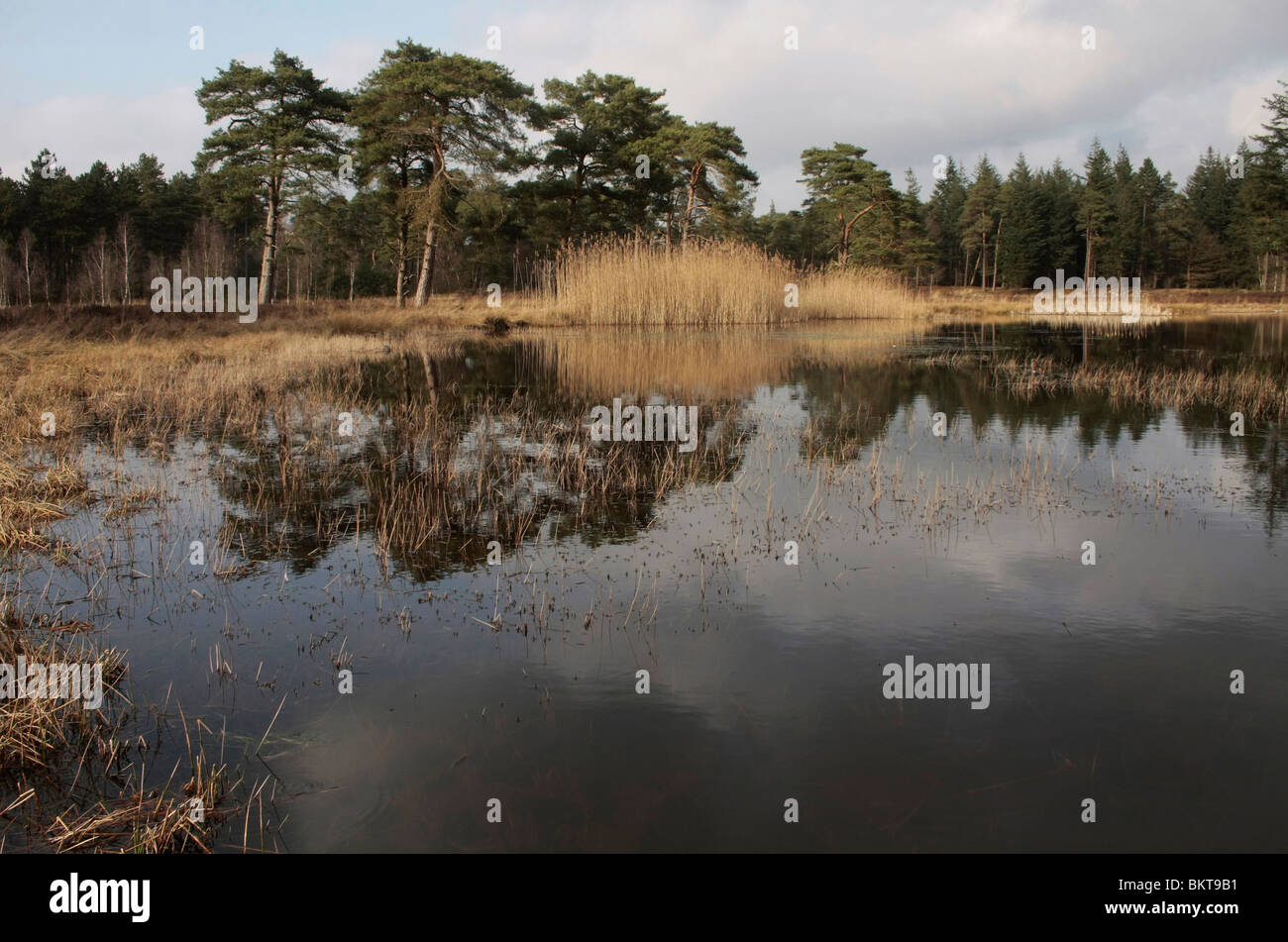 Zicht over een heideven bij helder weer, met weespiegeling in het water, tijdens het vroege voorjaar; View over a moor fen Stock Photo