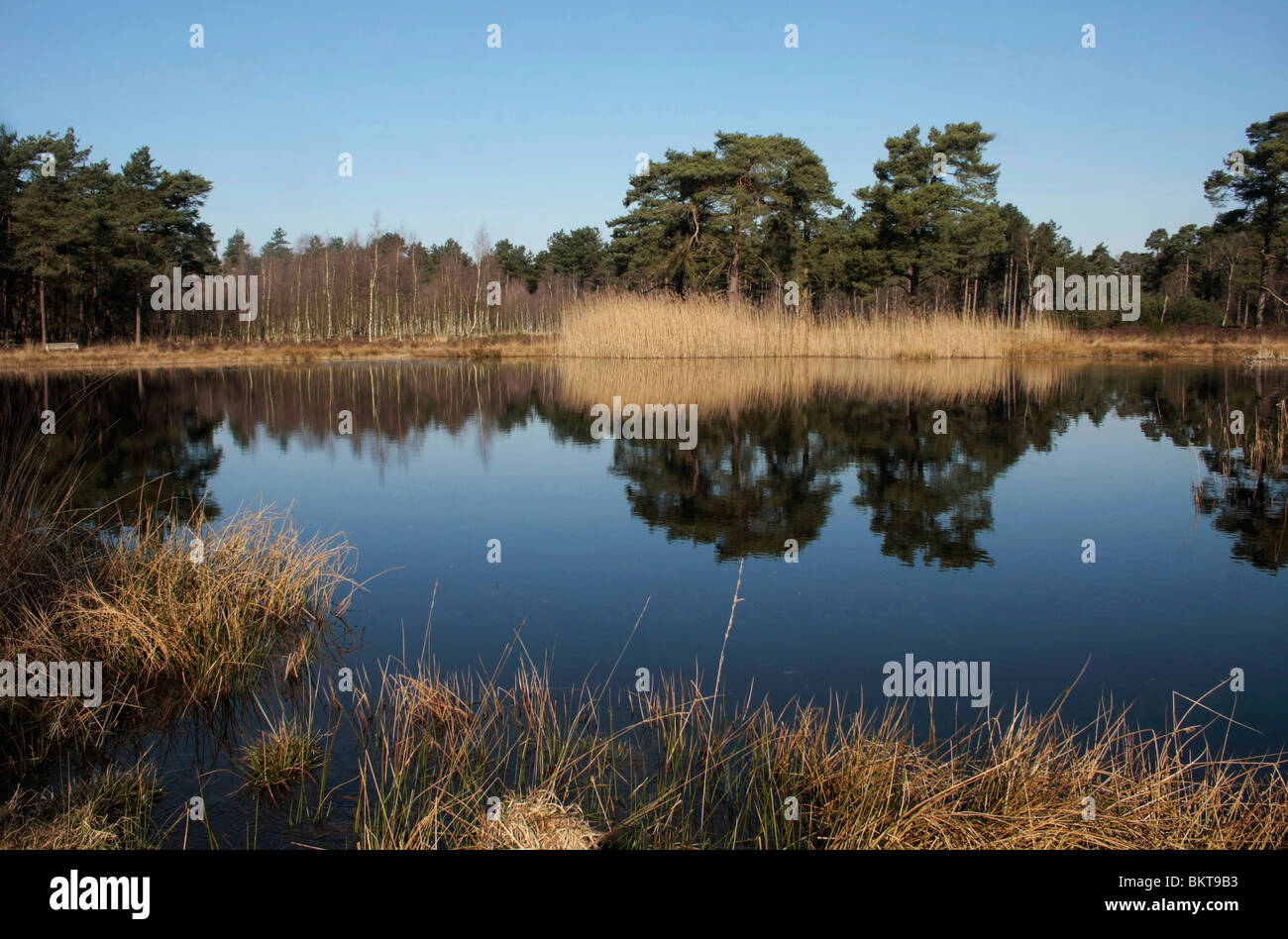 Zicht over een heideven bij helder weer, met weespiegeling in het water, tijdens het vroege voorjaar; View over a moor fen Stock Photo