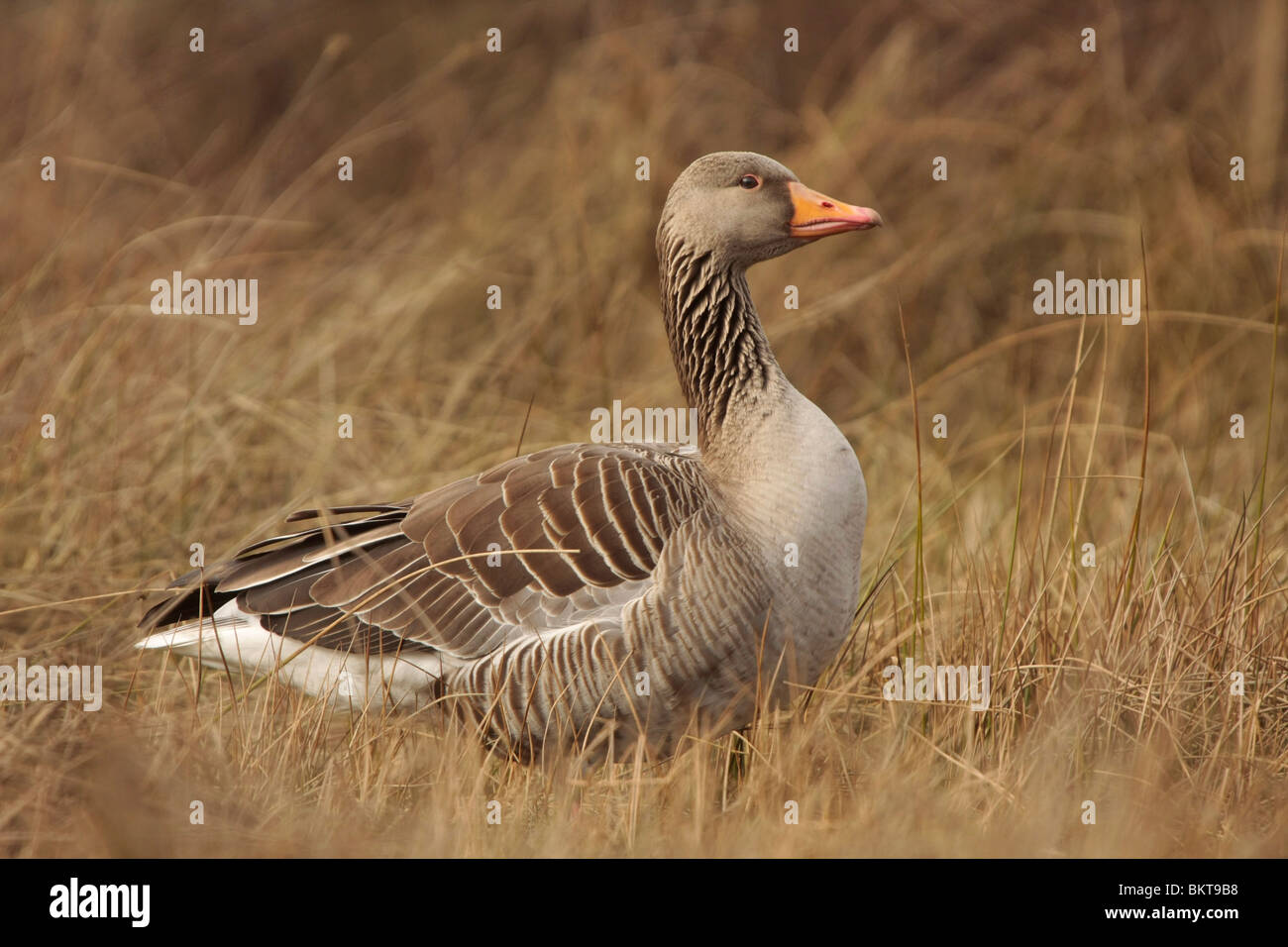 Grauwe gans tussen de oevervegetatie bij een ven; Grayleg goose Stock Photo