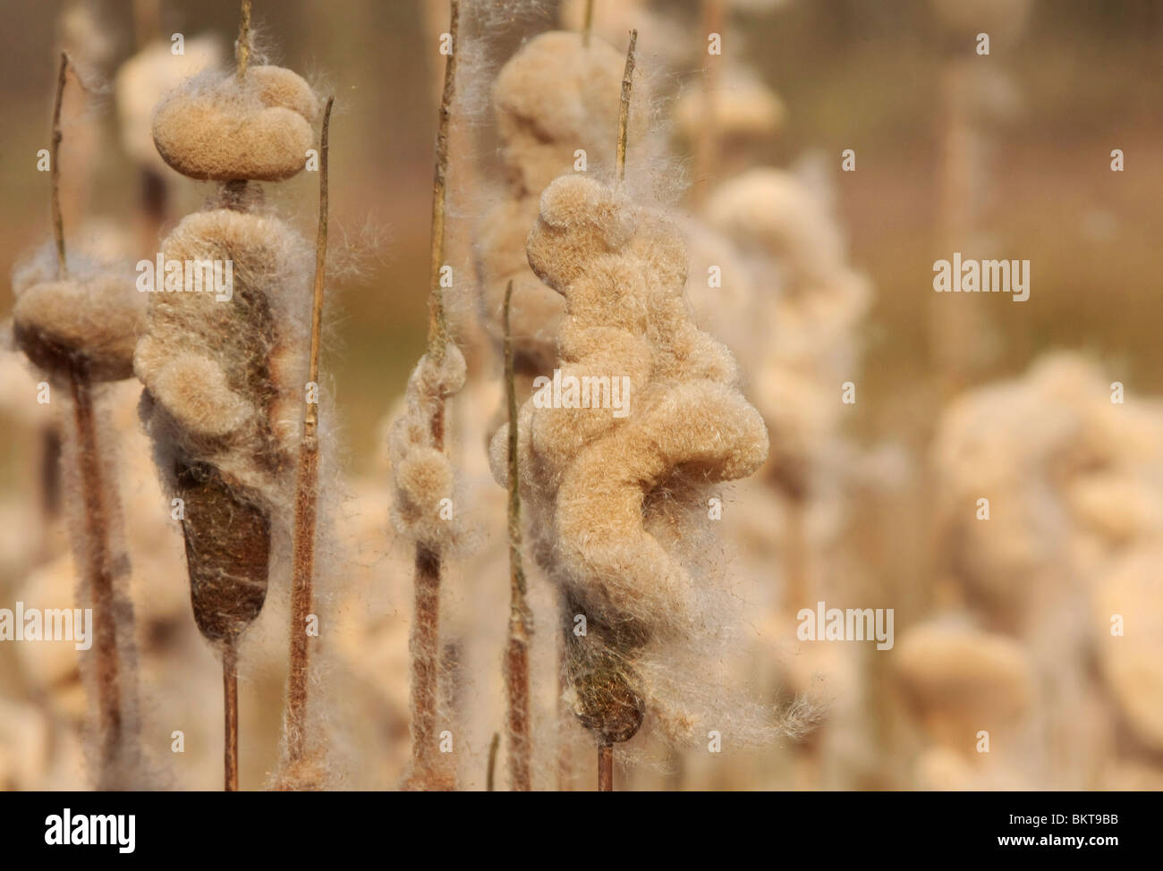 Uitgebloeide pluizende bloemen van de Grote Lisdodde; Bulrush Stock Photo