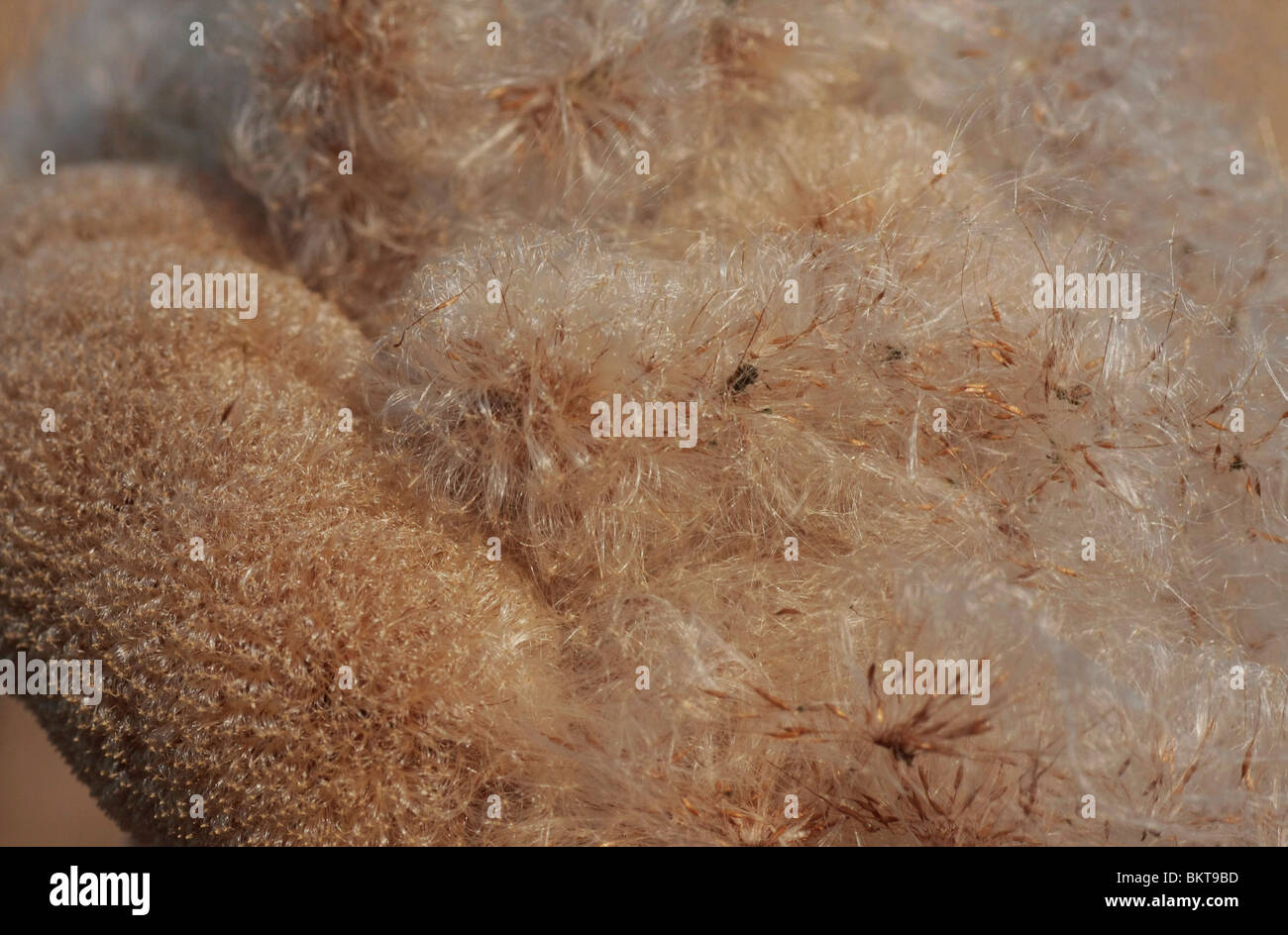 Uitgebloeide pluizende bloemen van de Grote Lisdodde; Bulrush Stock Photo