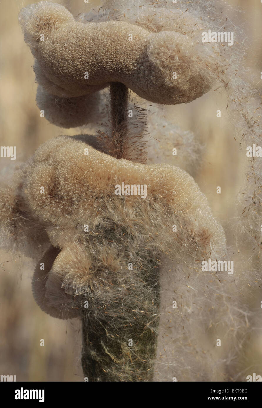 Uitgebloeide pluizende bloemen van de Grote Lisdodde; Bulrush Stock Photo