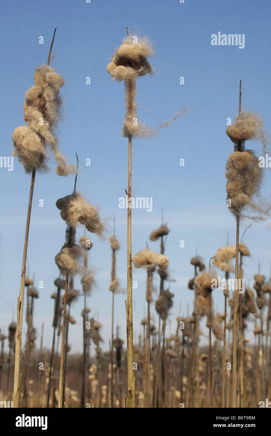 Uitgebloeide pluizende bloemen van de Grote Lisdodde; Bulrush Stock Photo
