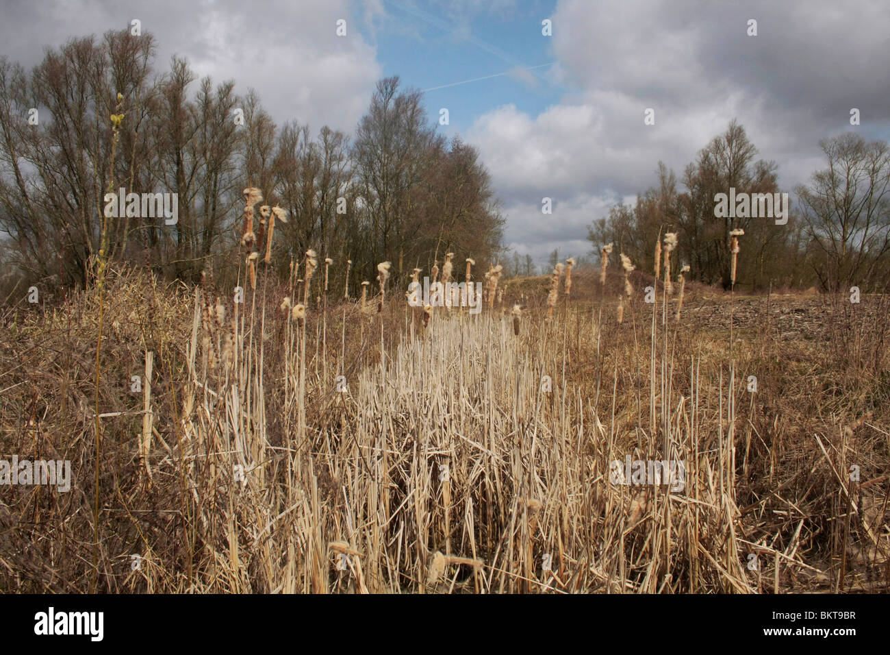 Lisdodde aan de rand van een waterplas in de Millingerwaard; Common cattail Stock Photo