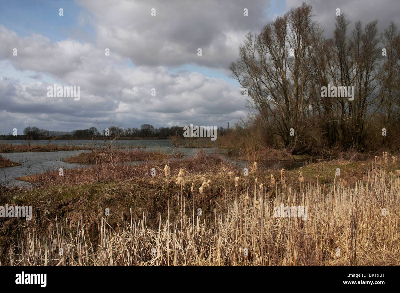 Lisdodde aan de rand van een waterplas in de Millingerwaard; Common cattail Stock Photo