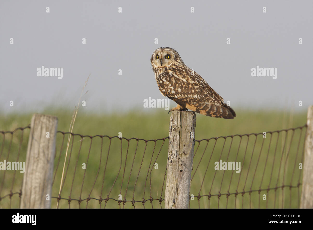 Velduil tijdens jacht op een hekpaaltje in de laatste avondzon; Short-eared Owl while hunting resting on a fence pole at sunset Stock Photo