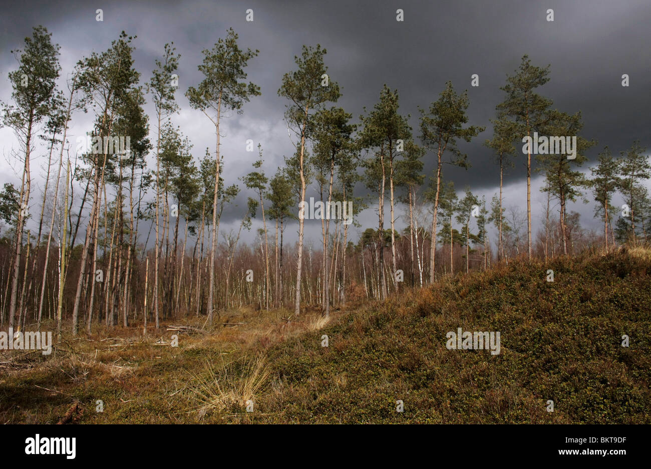 Met vossenbessen begroeide grafheuvels bij Niersen; Ancestral mounds near Niersen Stock Photo