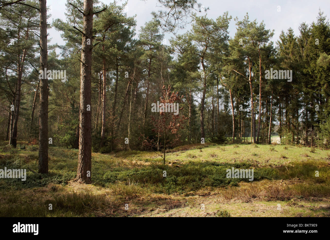 Met vossenbessen en bosbessen bedekte lage grafheuvels (urnenveld) gelegen bij eenCeltic Field; Ancestral Mounds Stock Photo