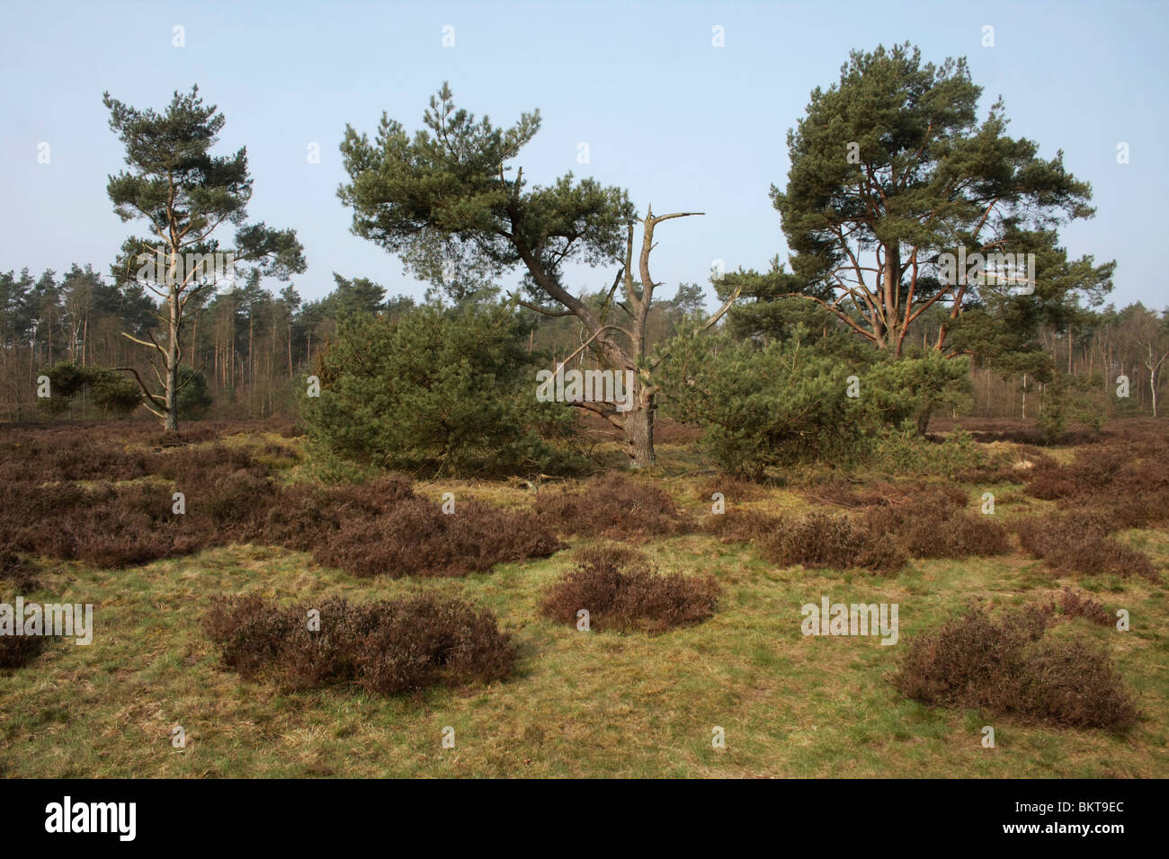 Dit Celtic field is Ã©Ã©n van de weinige goed zichtbare in Nederland. De omwalde vierkante akkers zijn zichtbaar als flauwe golvingen in de heide en de paden; Celtic Field Stock Photo